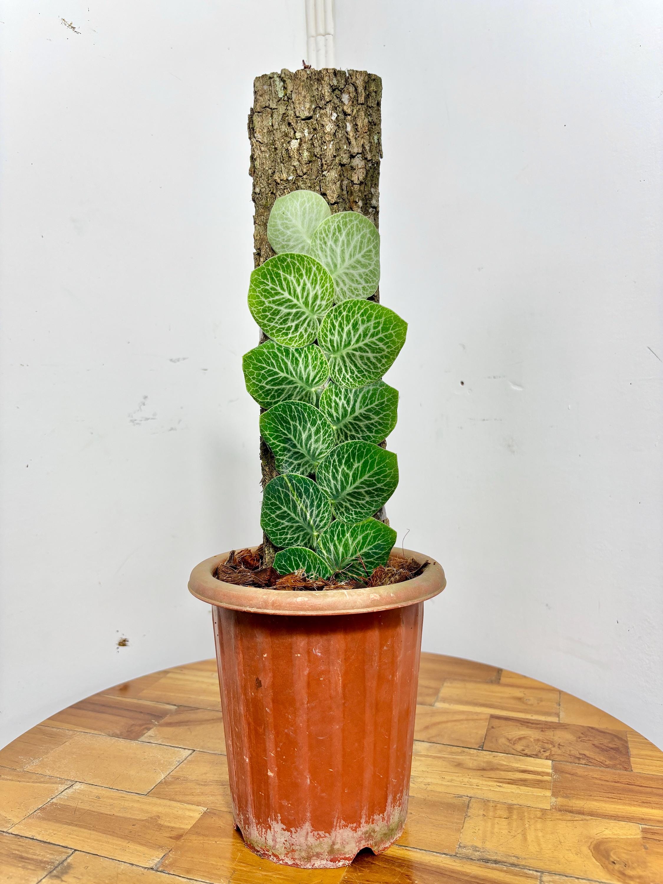 Variegated rhaphidophora - Etsy 日本