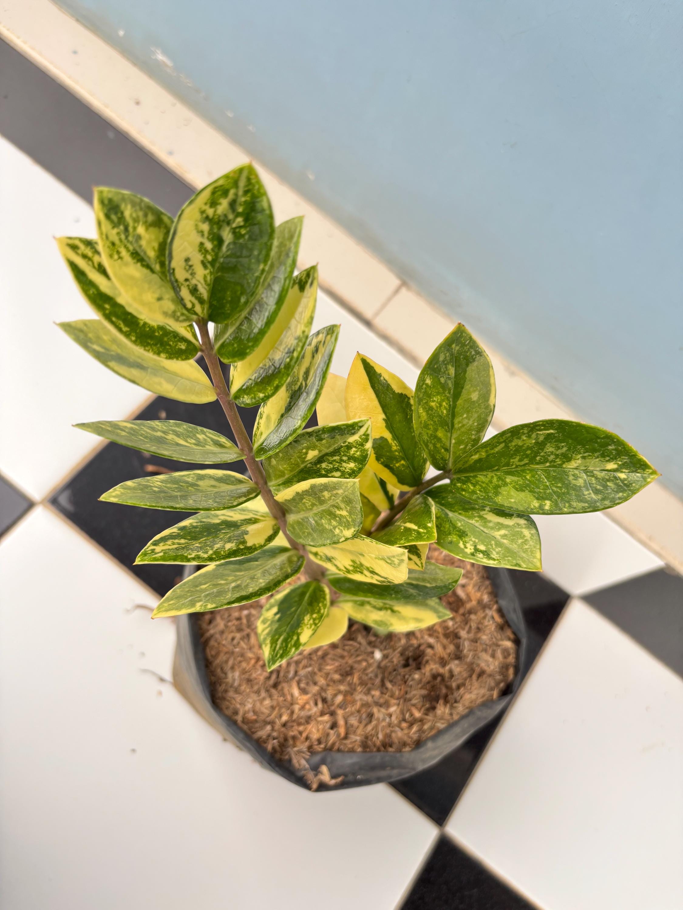 Variegated zz plant - Etsy 日本
