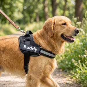 May include: A golden retriever wearing a black dog harness with the name "Buddy" in white letters. The harness has a reflective strip for visibility. The dog is on a leash and walking on a path in a park.