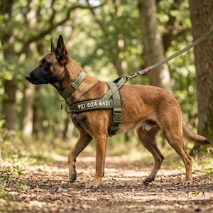 May include: A brown dog wearing a green harness and collar, walking on a path in a forest. The harness has the phone number 921 024 6421 printed on it. The dog is on a leash.