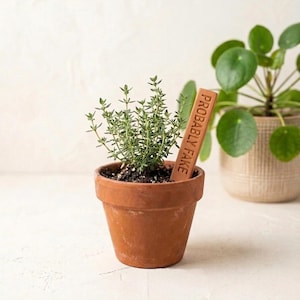 May include: A small green herb plant in a terracotta pot with a rectangular brown plant marker featuring the embossed text PROBABLY FAKE. The plant has thin stems and tiny leaves, and the pot has a simple, unglazed, reddish-brown finish.