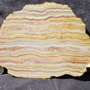 May include: A cross-section of a stone slab with layered bands of color. The colors include cream, yellow, red, and gray. A US quarter is next to the stone for size comparison.