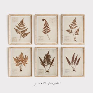 Könnte beinhalten: Ein Set aus sechs gerahmten botanischen Drucken mit dunkelbraunen Farnillustrationen auf cremefarbenem Papier. Jeder rechteckige Rahmen besteht aus hellem Holz und enthält ein einzigartiges Farnexemplar mit handschriftlichen Textetiketten.