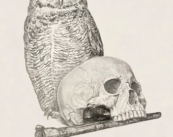 Op de afbeelding: Een zwart-witte potloodtekening van een uil die op een menselijke schedel zit met een tomahawk die op de schedel rust.