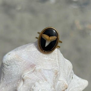 May include: A gold-toned ring featuring an oval-shaped setting with a black background. Centered within the oval is a small, light brown and white fossilized shark tooth. The ring band is thin and metallic, and the setting has a beaded edge.