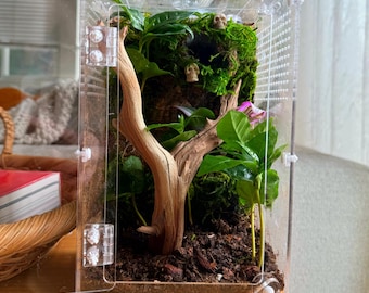 Recinto bioactivo personalizado para arañas saltarinas: hábitat enfocado en el enriquecimiento ambiental (equipo de limpieza incluido).