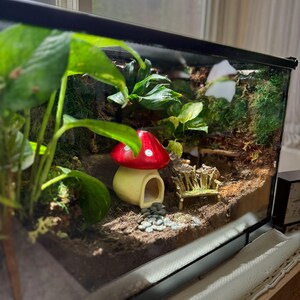 Puede incluir: Un terrario con una escena de jard&iacute;n de hadas en miniatura. Presenta una casa de hongo con tapa roja, un peque&ntilde;o banco y varias plantas y musgo. La escena est&aacute; dentro de un recinto de vidrio, creando un mundo en miniatura caprichoso.