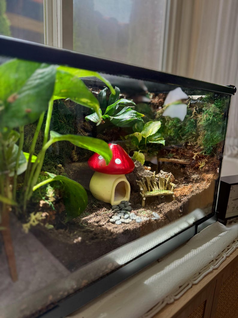 Puede incluir: Un terrario con una escena de jard&iacute;n de hadas en miniatura. Presenta una casa de hongo con tapa roja, un peque&ntilde;o banco y varias plantas y musgo. La escena est&aacute; dentro de un recinto de vidrio, creando un mundo en miniatura caprichoso.