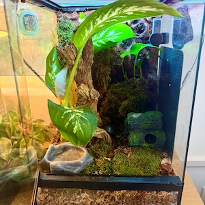 Puede incluir: Un terrario bioactivo con exuberante vegetaci&oacute;n, incluyendo plantas de hojas grandes y musgo. El recinto cuenta con un bebedero, un tronco decorativo y una capa de sustrato. Las paredes de vidrio ofrecen una vista clara del h&aacute;bitat.