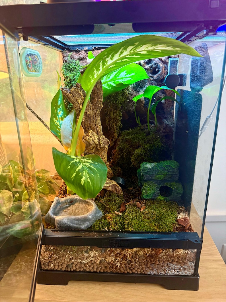 Puede incluir: Un terrario bioactivo con exuberante vegetaci&oacute;n, incluyendo plantas de hojas grandes y musgo. El recinto cuenta con un bebedero, un tronco decorativo y una capa de sustrato. Las paredes de vidrio ofrecen una vista clara del h&aacute;bitat.