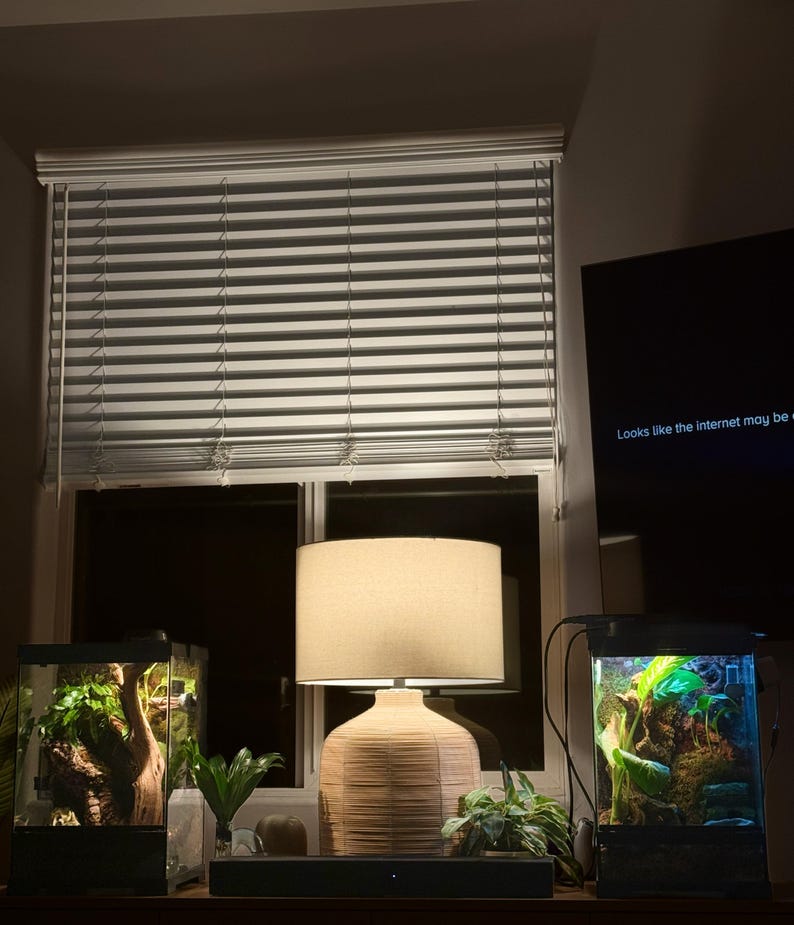 Puede incluir: Escena de sal&oacute;n con una l&aacute;mpara beige con base texturizada, dos terrarios con plantas y una ventana con persianas. Un televisor muestra el texto "Looks like the internet may be out."