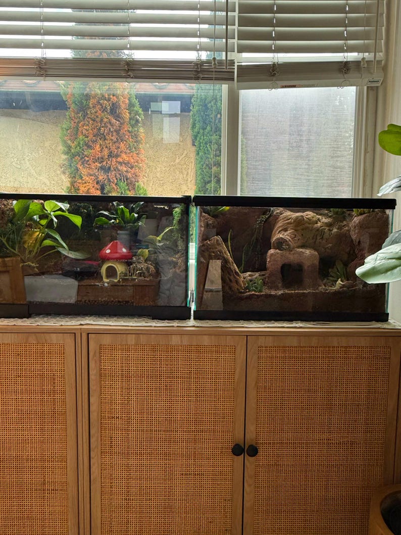 Puede incluir: Dos terrarios de vidrio con exuberante vegetaci&oacute;n, rocas y elementos decorativos se encuentran sobre un mueble de madera clara. Un terrario presenta una seta roja, el otro una estructura similar a una cueva. El mueble tiene un dise&ntilde;o de rat&aacute;n tejido.