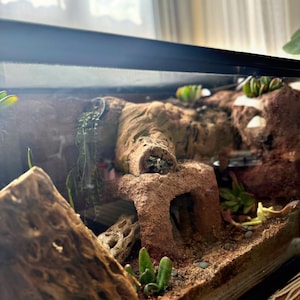 Puede incluir: Un terrario con un paisaje des&eacute;rtico naturalista. El recinto presenta un fondo marr&oacute;n texturizado con una peque&ntilde;a cueva y varias plantas, incluidas suculentas. El sustrato es un material arenoso, y el dise&ntilde;o general est&aacute; destinado a imitar un entorno des&eacute;rtico.