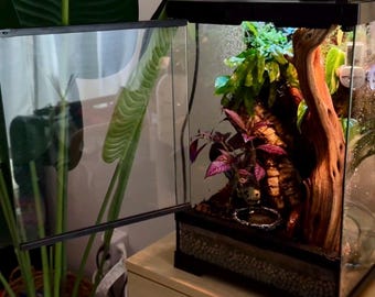 Custom Bioactive Reptile Enclosure