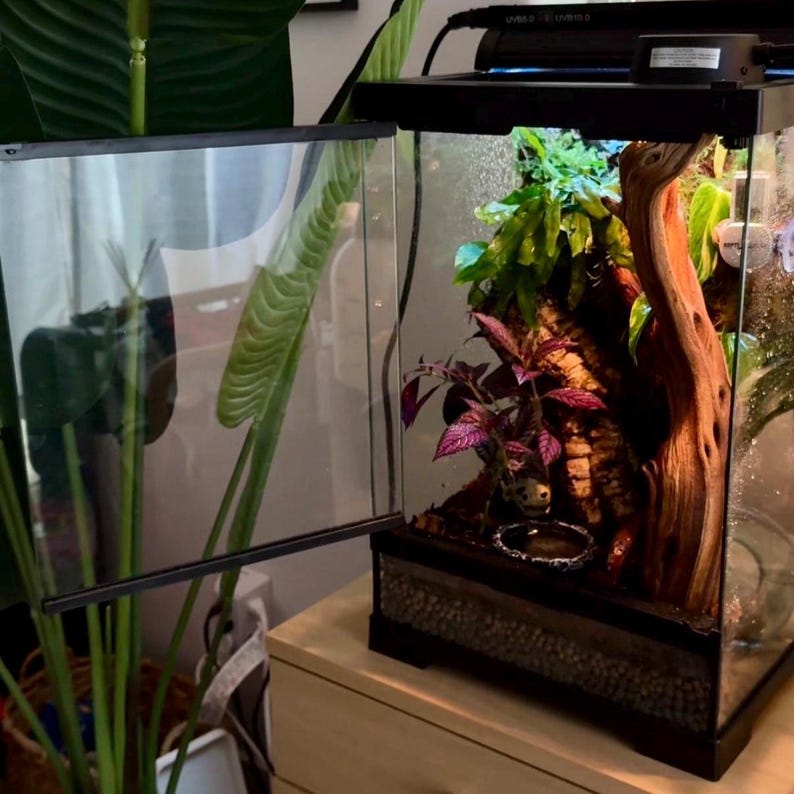 Puede incluir: Un terrario de vidrio con una puerta con bisagras, lleno de plantas, un bebedero y un gran trozo de madera flotante. El interior presenta un exuberante follaje verde y morado, creando un h&aacute;bitat natural. El terrario se encuentra sobre una superficie de madera.
