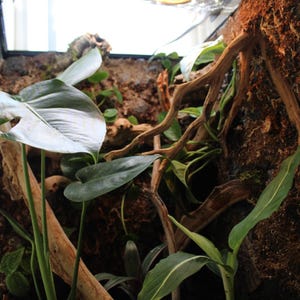 Puede incluir: Interior de terrario con exuberantes plantas verdes, incluyendo variedades de hojas grandes y follaje m&aacute;s peque&ntilde;o, y ramas de madera. Una l&aacute;mpara de calor y una barra de luz LED est&aacute;n montadas en la parte superior. El fondo presenta un sustrato terroso texturizado.