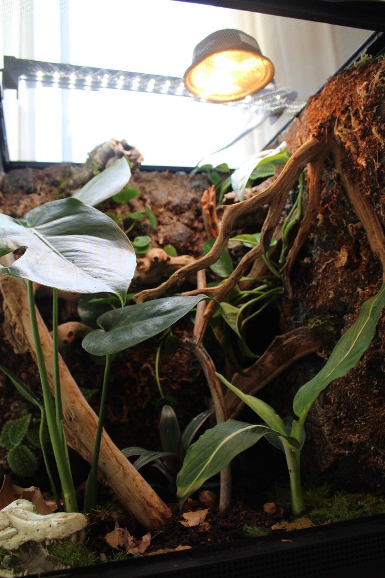 Puede incluir: Interior de terrario con exuberantes plantas verdes, incluyendo variedades de hojas grandes y follaje m&aacute;s peque&ntilde;o, y ramas de madera. Una l&aacute;mpara de calor y una barra de luz LED est&aacute;n montadas en la parte superior. El fondo presenta un sustrato terroso texturizado.