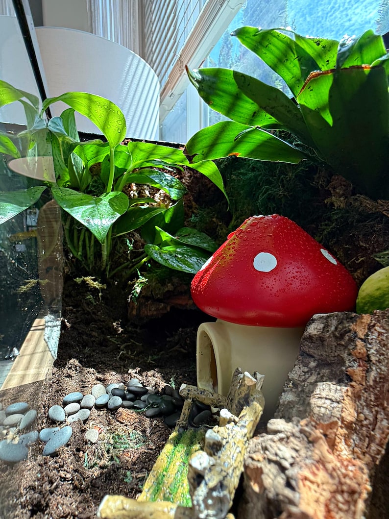 Puede incluir: Un terrario en miniatura con una casa de hongo rojo con puntos blancos, rodeada de plantas verdes, musgo y peque&ntilde;as piedras. El recinto de vidrio crea un peque&ntilde;o ecosistema aut&oacute;nomo.