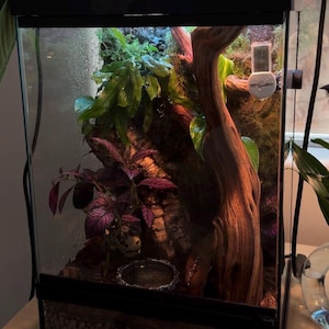 Puede incluir: Un terrario de vidrio con un interior naturalista. Presenta un gran trozo de madera flotante, exuberantes plantas verdes y un vibrante follaje p&uacute;rpura. Un peque&ntilde;o recipiente de agua y un term&oacute;metro digital son visibles en el interior.