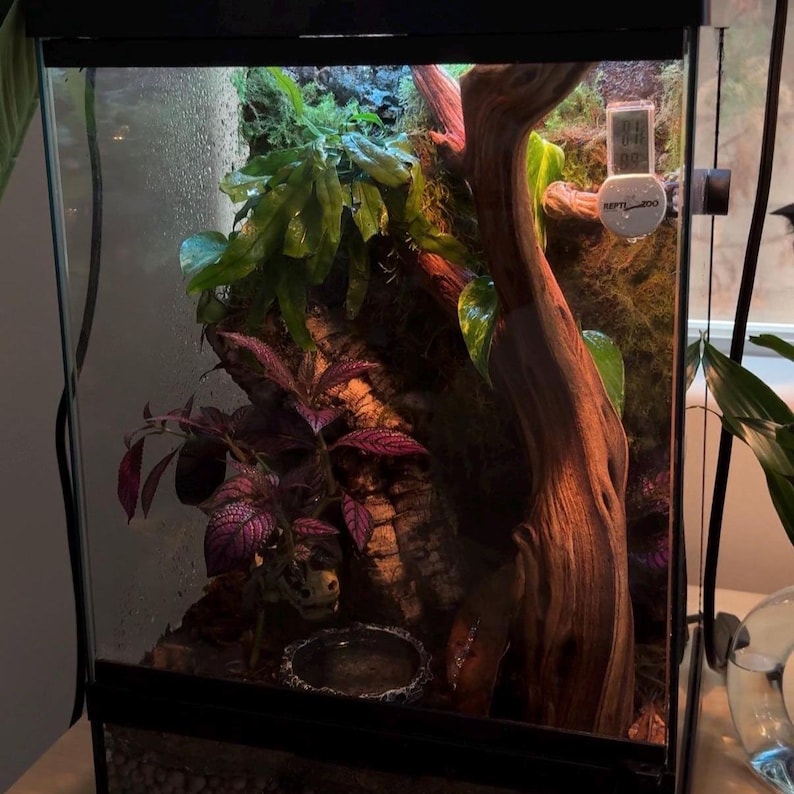 Puede incluir: Un terrario de vidrio con un interior naturalista. Presenta un gran trozo de madera flotante, exuberantes plantas verdes y un vibrante follaje p&uacute;rpura. Un peque&ntilde;o recipiente de agua y un term&oacute;metro digital son visibles en el interior.