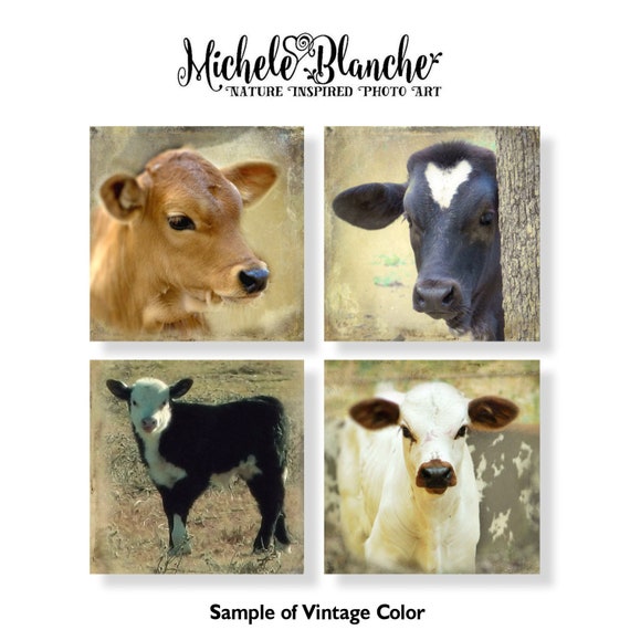Cow Nursery Decor Photo Set Baby Calf Vintage Cow Theme Etsy