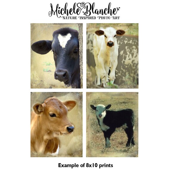 Cow Nursery Decor Photo Set Baby Calf Vintage Cow Theme Etsy