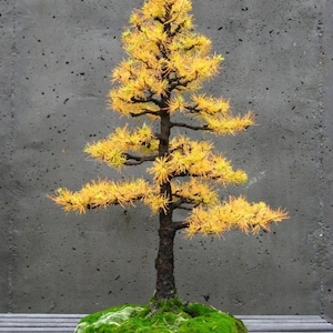 May include: A bonsai tree with vibrant yellow needles and a dark brown trunk. The tree sits in a gray pot surrounded by bright green moss. The background is a textured gray wall.