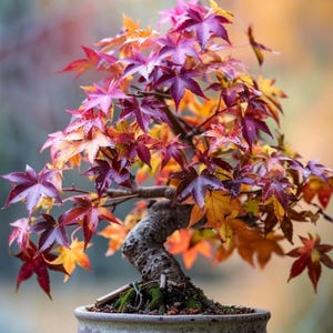 Pode incluir: Uma árvore bonsai com folhagem outonal vibrante. As folhas variam do vermelho ao amarelo e laranja, criando uma exibição colorida. A árvore está plantada em um vaso de cerâmica, mostrando uma paisagem em miniatura.