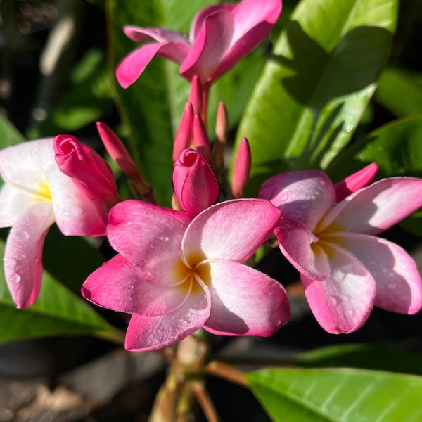 Plumeria well rooted variety of sizes available  ‘Variations of pink' Delicate Blooms & Large Stalks U.S.A. Seller