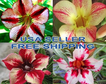 7 Fresh \u201cLURLINE\u201d Plumeria Seeds New-Vibrant-Rare USA Grower /& Seller-Ships Free SEVEN