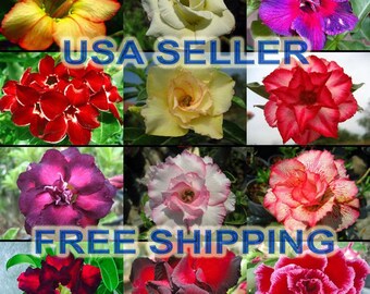 images of desert rose plants images of desert rose plants