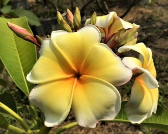7 Fresh \u201cLURLINE\u201d Plumeria Seeds New-Vibrant-Rare USA Grower /& Seller-Ships Free SEVEN