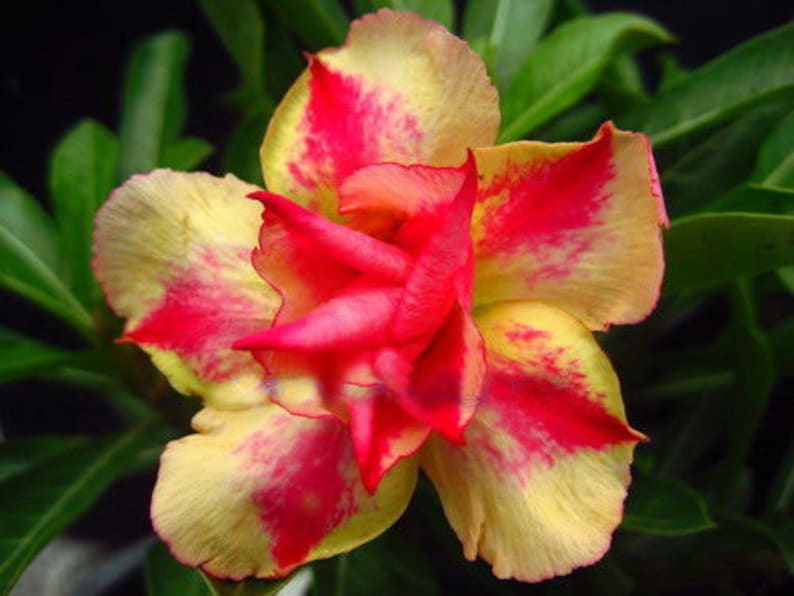 Rare /& Unique /'JARUNTONG/' #98 Well Rooted Healthy AdeniumDesert Rose Seedlings Free Shipping 3 USA Grower-Seller Three