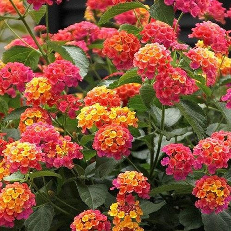 Six 6 Multicolor 'confetti' LANTANA Starter Plants Etsy