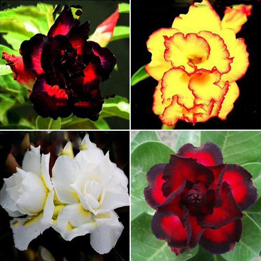 Six (6) Rare MIXED Well-Rooted Adenium/Desert Rose Seedlings From The Latest Single, Double & Triple Varieties Free Shipping