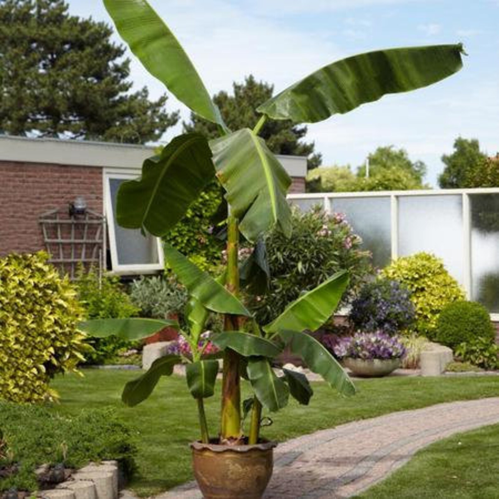 4 RED DWARF CAVENDISH Musa Banana Plants Fruit Producing Etsy