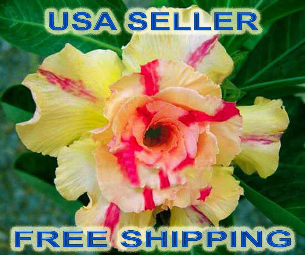 7 Adenium Desert Rose Yellowsoon Seeds New Fresh Etsy
