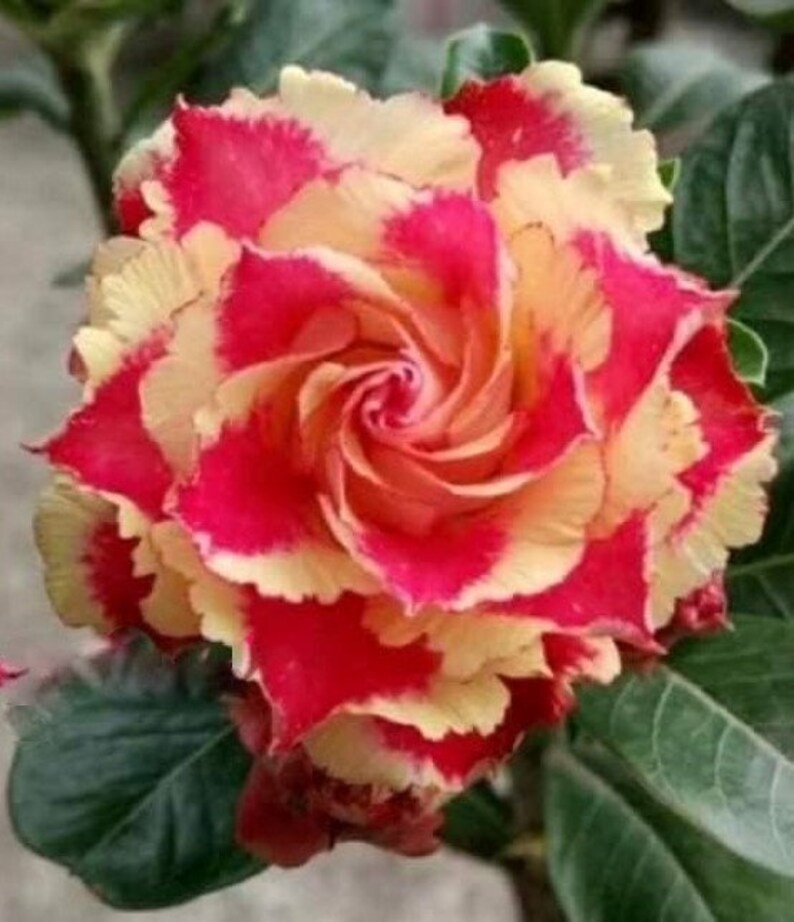 100 Pc. Fresh & Rare Desert Rose/Adenium Seeds Mixed Colors Etsy