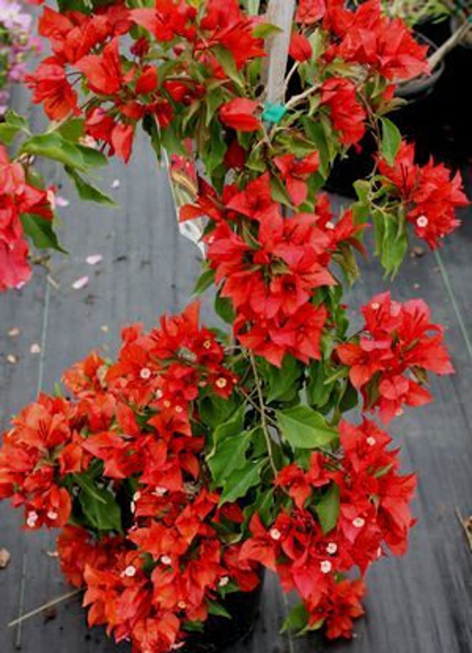 Three 3 Bright Red/Orange 'FLAME' BOUGAINVILLEA Etsy