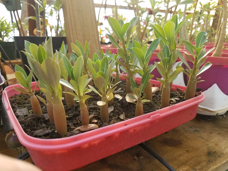 Rare /& Unique /'JARUNTONG/' #98 Well Rooted Healthy AdeniumDesert Rose Seedlings Free Shipping 3 USA Grower-Seller Three