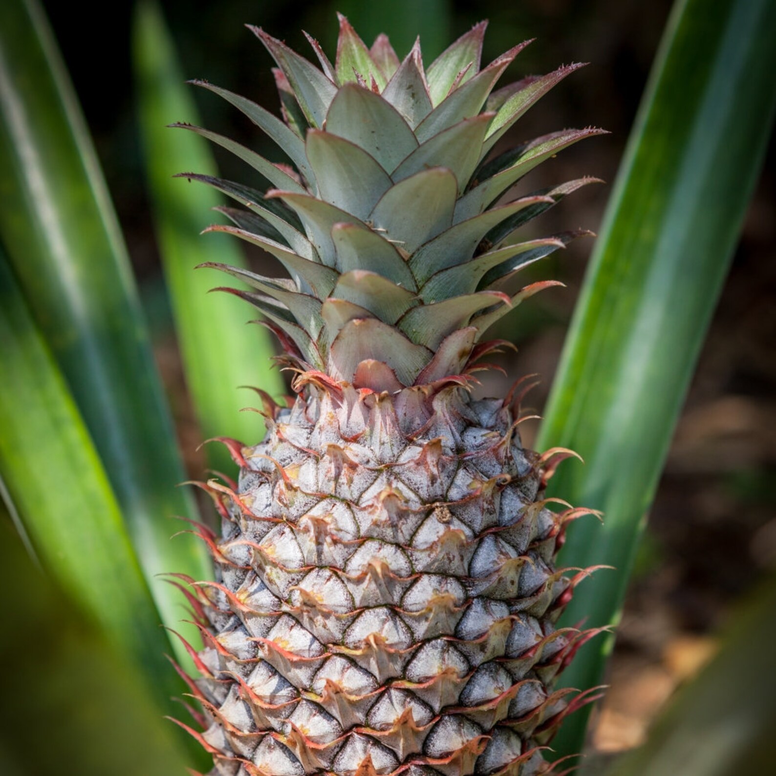 6 Six White Jade PINEAPPLE Plants Grow Your Own Super Etsy