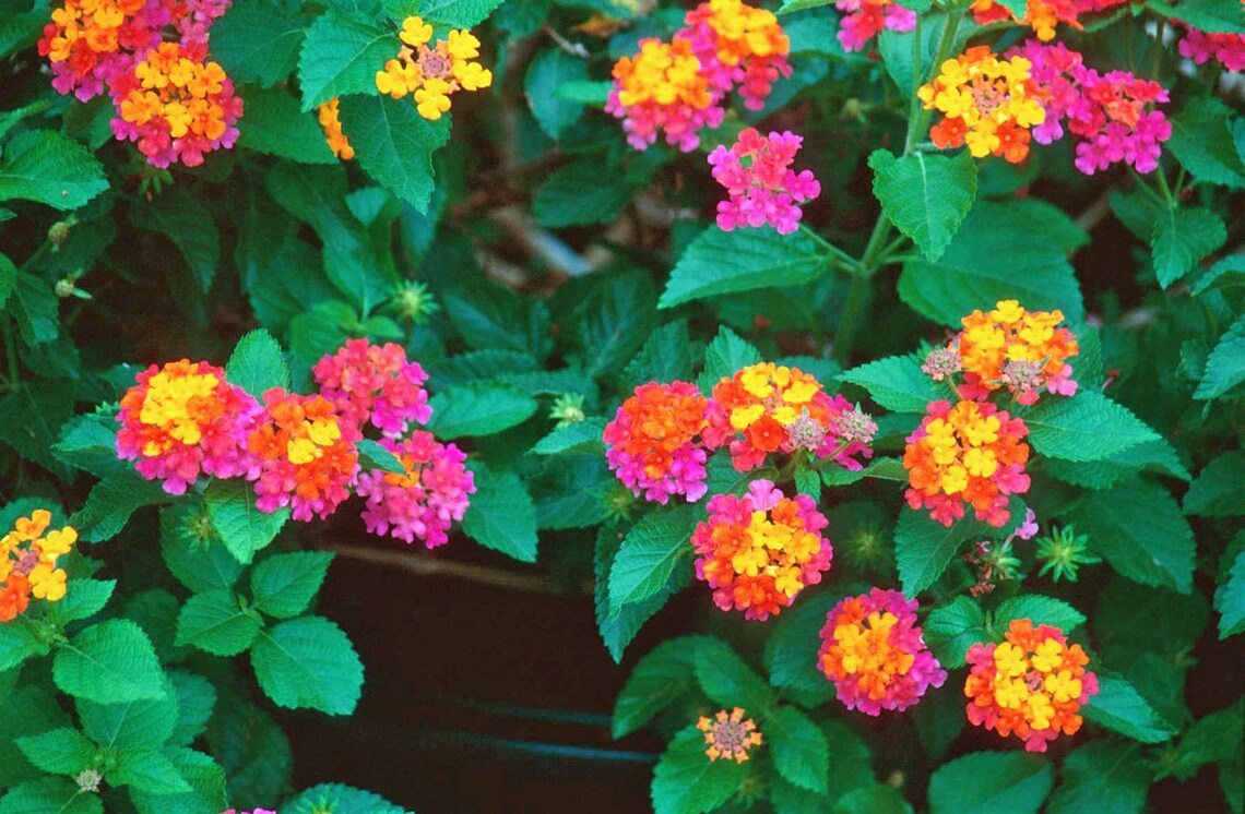 Three 3 Multicolor 'confetti' LANTANA Starter Plants Etsy