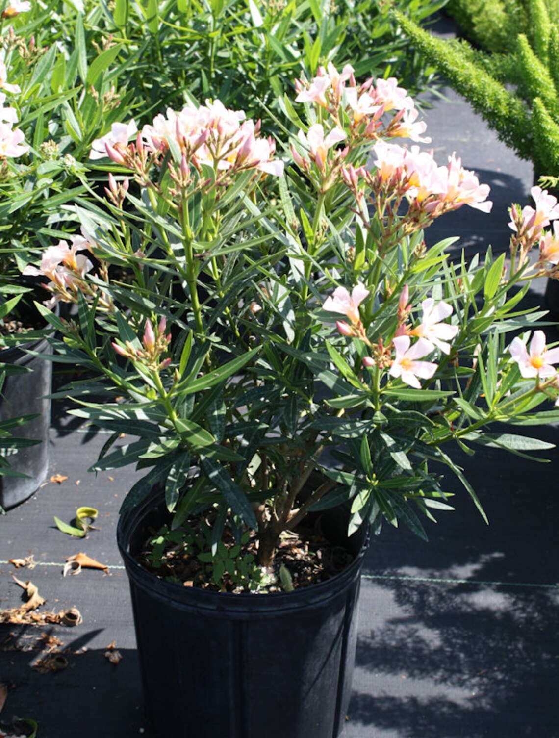 THREE Dwarf Salmon Oleander Perfuse Blooming Versatile Etsy