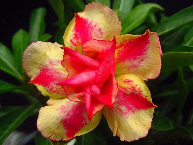 Rare /& Unique /'JARUNTONG/' #98 Well Rooted Healthy AdeniumDesert Rose Seedlings Free Shipping 3 USA Grower-Seller Three