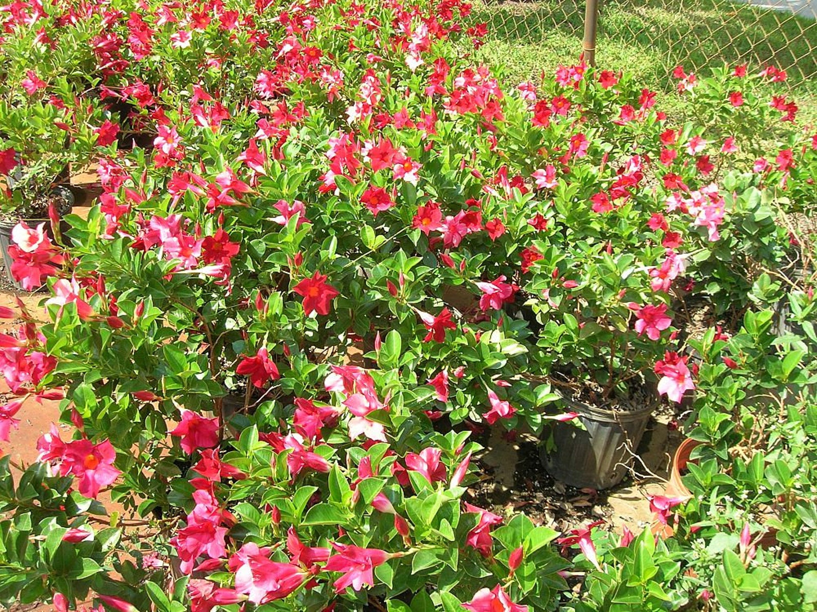 Three 3 1012 Inches Long Red' Vining Mandevillea Etsy