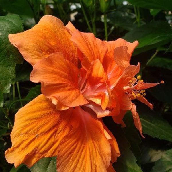 DOUBLE ORANGE (3) Tropical ‘Joanne’  Hibiscus - Beautiful Ornamental Well-Rooted Starter Plants 3-5”++ Tall- Grown In U.S.A. FREE Shipping