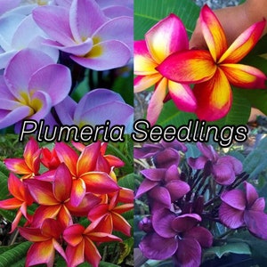 Three (3) Well ROOTED Plumeria 3" to 5" Tall MYSTERY MIXED" Seedlings- U.S.A. Seller & Grower Free Shipping-Leaves And Soil Removed