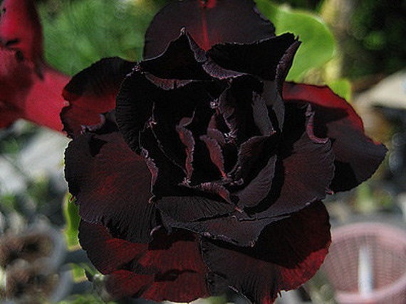 25 Black Dragon Fresh Desert Rose Adenium Seeds Grow Your Etsy 25 Black Dragon Fresh Desert Rose Adenium Seeds Grow Your Etsy