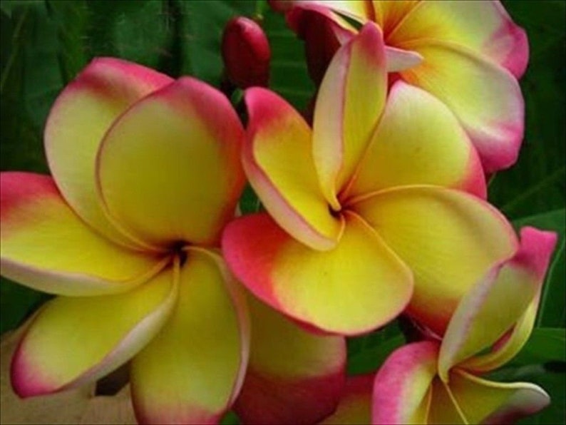 50 FRESH Plumeria/Frangipani Seeds Great Mix of Colors and