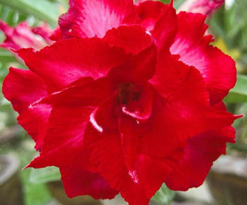 Adenium Obesum Desert Rose Mini Size